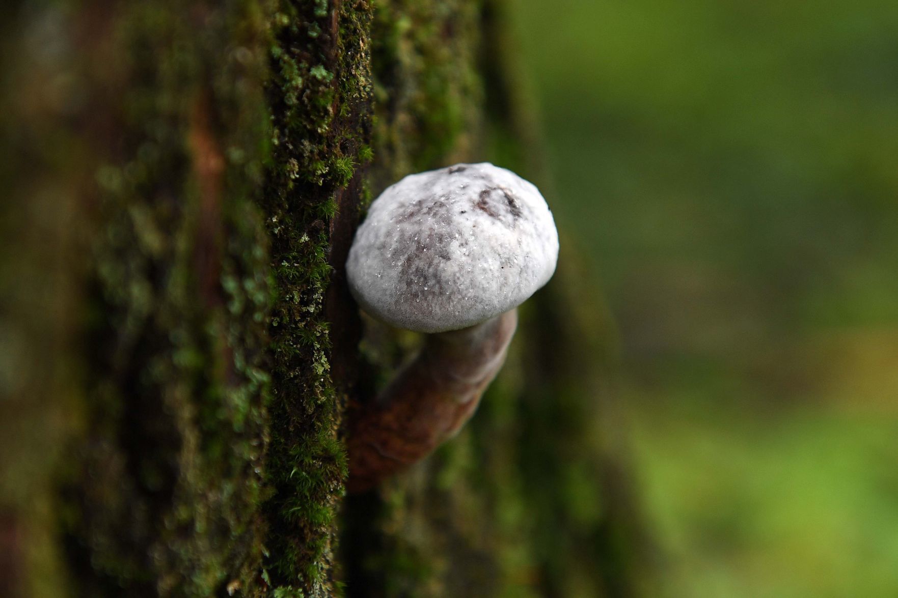 Pennsylvania Mushrooms.9.jpg